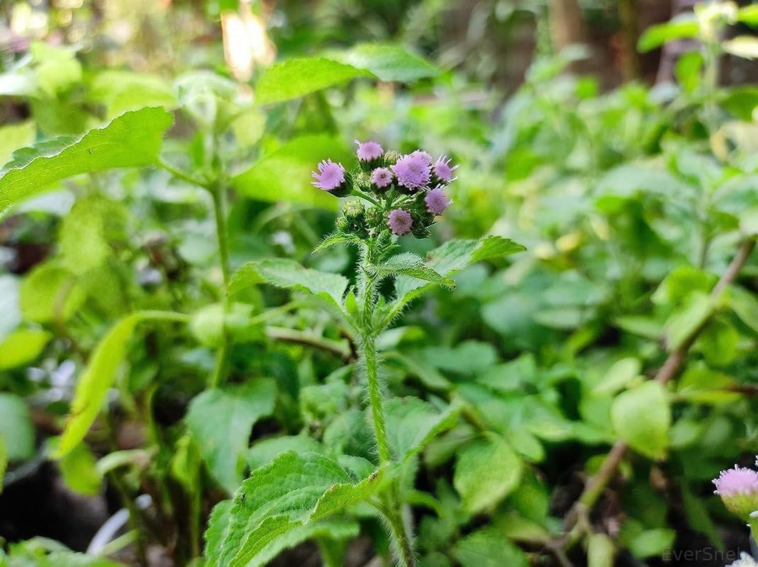 See full amazon price history chart for EverSneh Live Sahadevi Plant1 Healthy Live Plant, Vastu Plant for Home, Sahdebi, Purple fleabane, Little Ironweed, Dandotpala, Kesarika,Devasaha,Medicinal Plant With Black Plastic Pot EverSneh Live Sahadevi Plant1 Healthy Live Plant, Vastu Plant for Home, Sahdebi, Purple fleabane, Little Ironweed, Dandotpala, Kesarika,Devasaha,Medicinal Plant With Black Plastic Pot (B0CY9FPHCG) Amazon Price History, Amazon Price Tracker