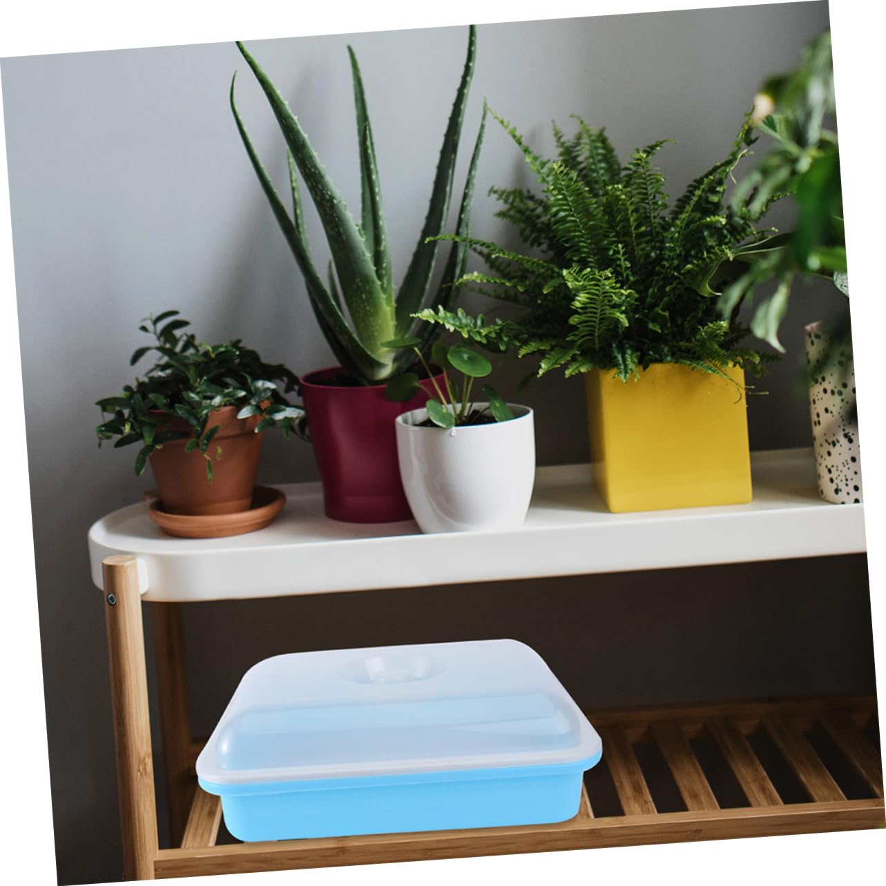 TOYANDONA 2 Juegos Bandejas de Germinación para Plántulas con Tapa para Cultivos de y Huertos y para Interiores y Exteriores para Mung Bean y Frijoles