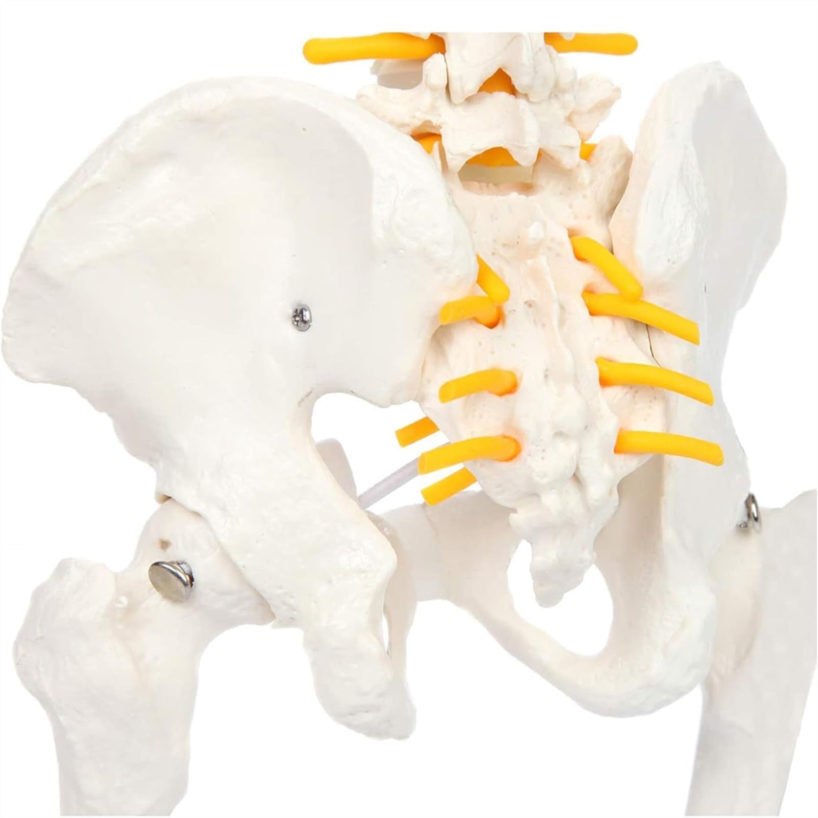 Modello Completo della Colonna vertebrale Umana da 45 cm, Colonna vertebrale con Bacino, Sacro, Teste del femore e Rami nervosi, Strumento educativo per l'insegnamento dell'anatomia con Supporto