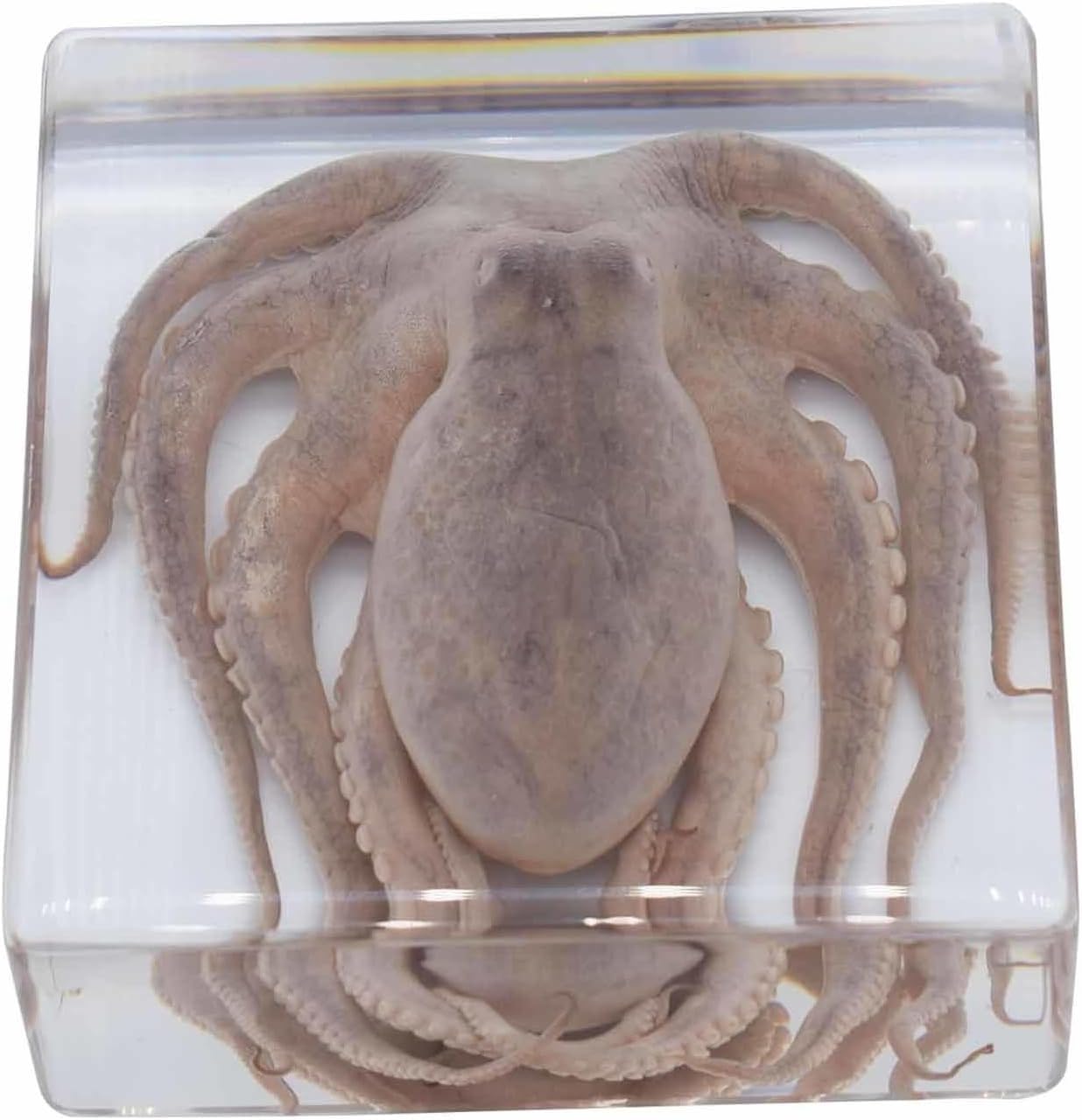 Ornamento perfetto tassidermico di polpo - Esemplari di polpo veri, esemplare animale in resina, amante dell'oceano - for l'istruzione scientifica in classe, curiosità sulla biologia, decorazioni e re