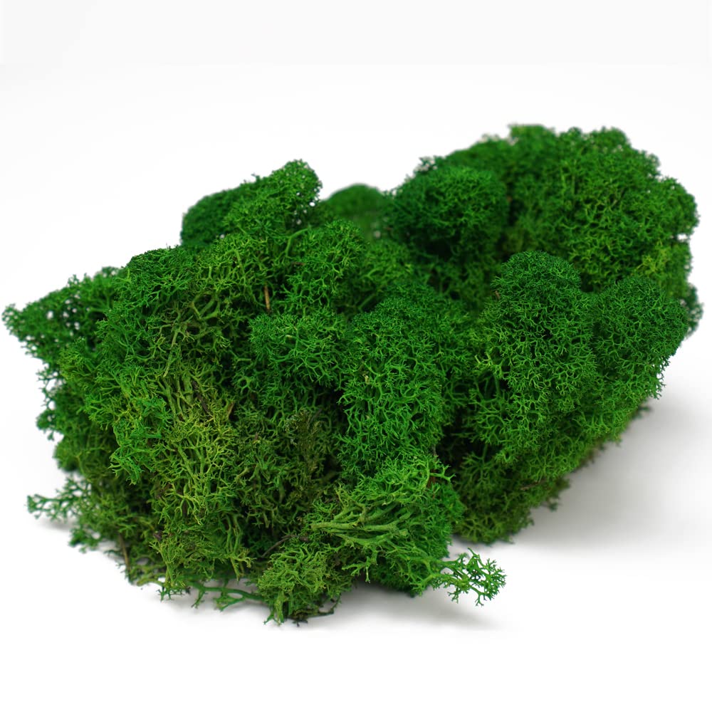 Eurofoto Islandmoos konserviert - echtes Natur-Moos zum Basteln und zur Dekoration - Farbe: Nature Green - Karton mit 1 kg Inhalt