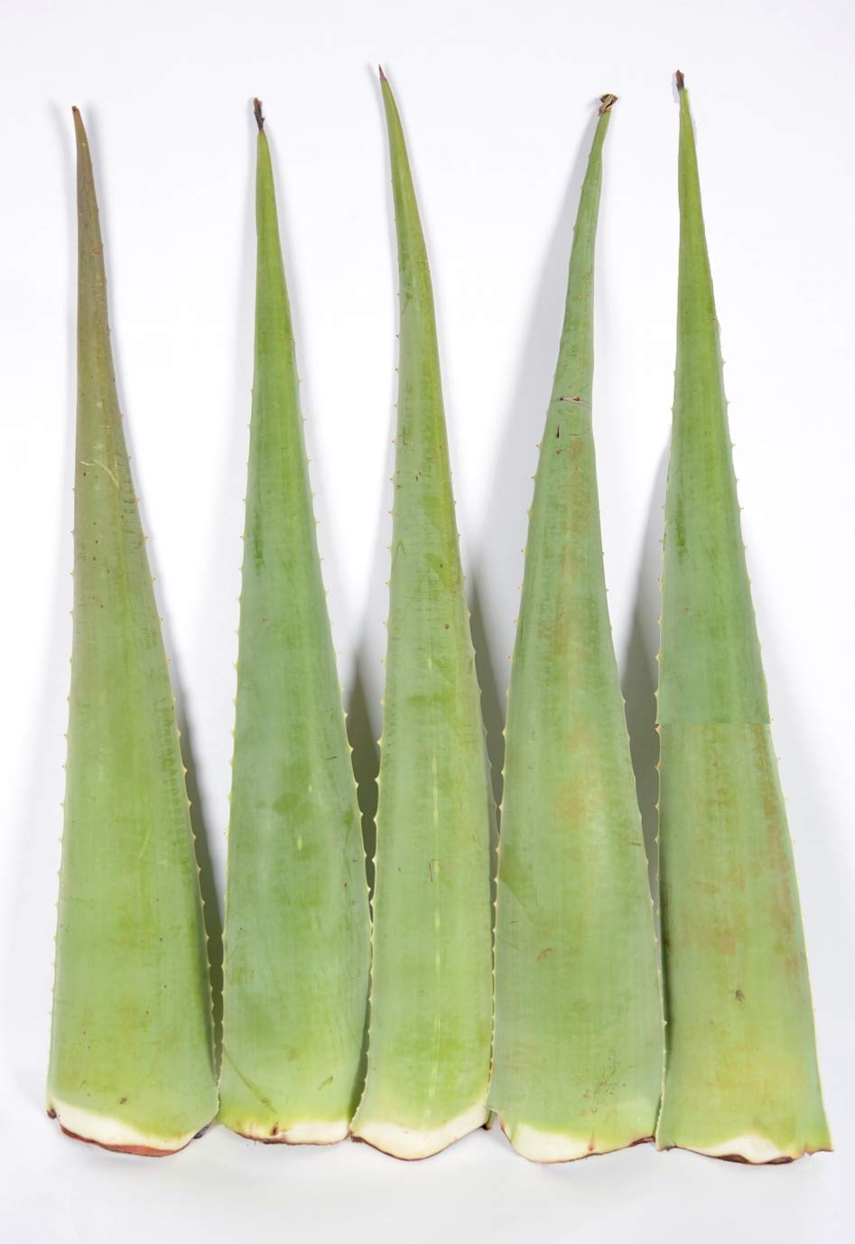 colibri aloe vera spray Buy Colibri Rollon and Spray - Set of 4 main image 1