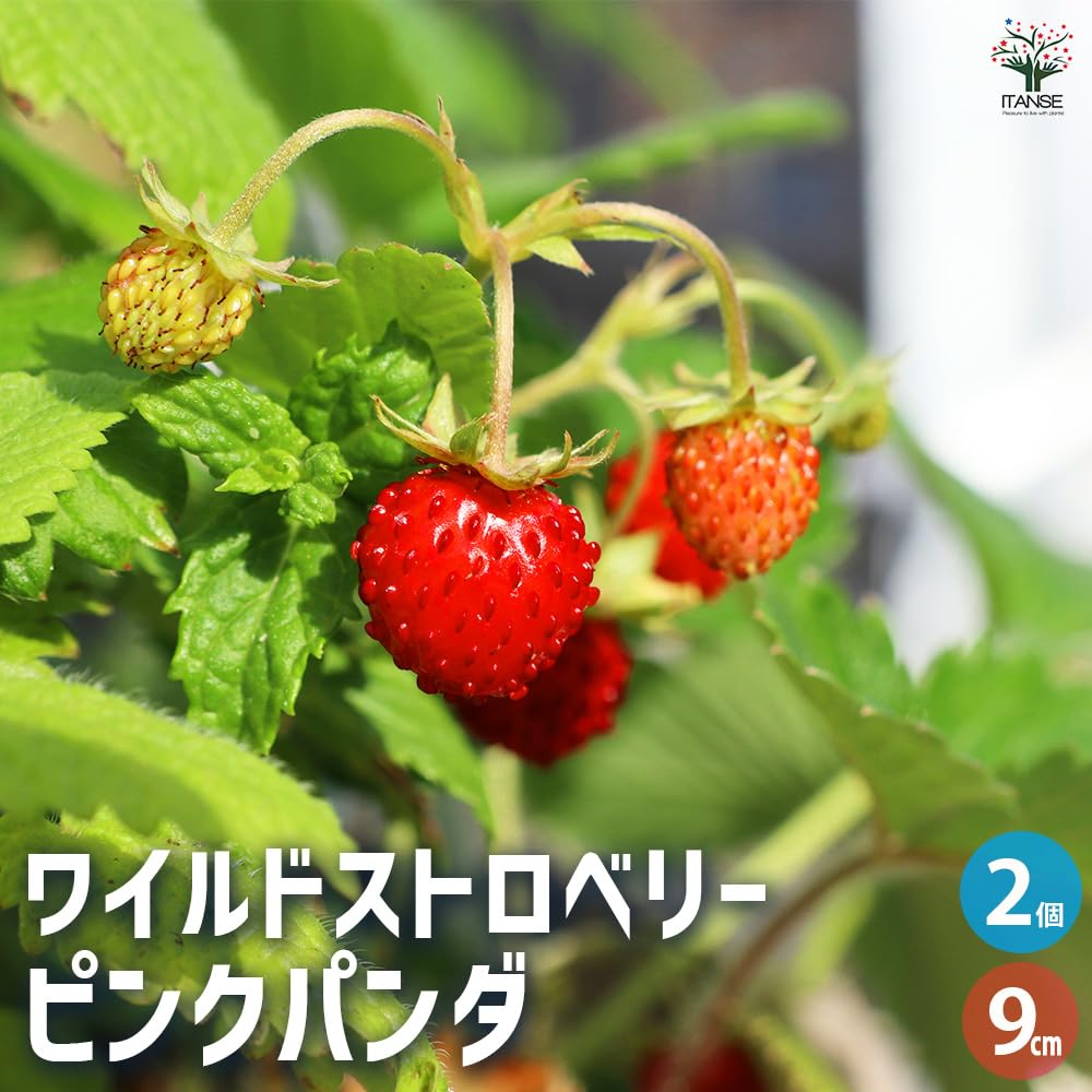 ワイルドストロベリー wild strawberry スパイダーバー ネックレス