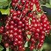 Jonkheer Van Tets Red Currant Bush - Tasty - 2.5" Pot