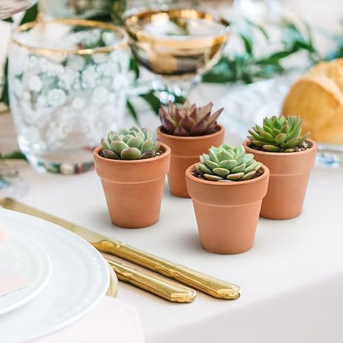 Miniatura 3 de Plantas suculentas (paquete de 4), suculentas vivas totalmente enraizadas en macetas de cultivo de 2 pulgadas, planta de casa única en maceta para