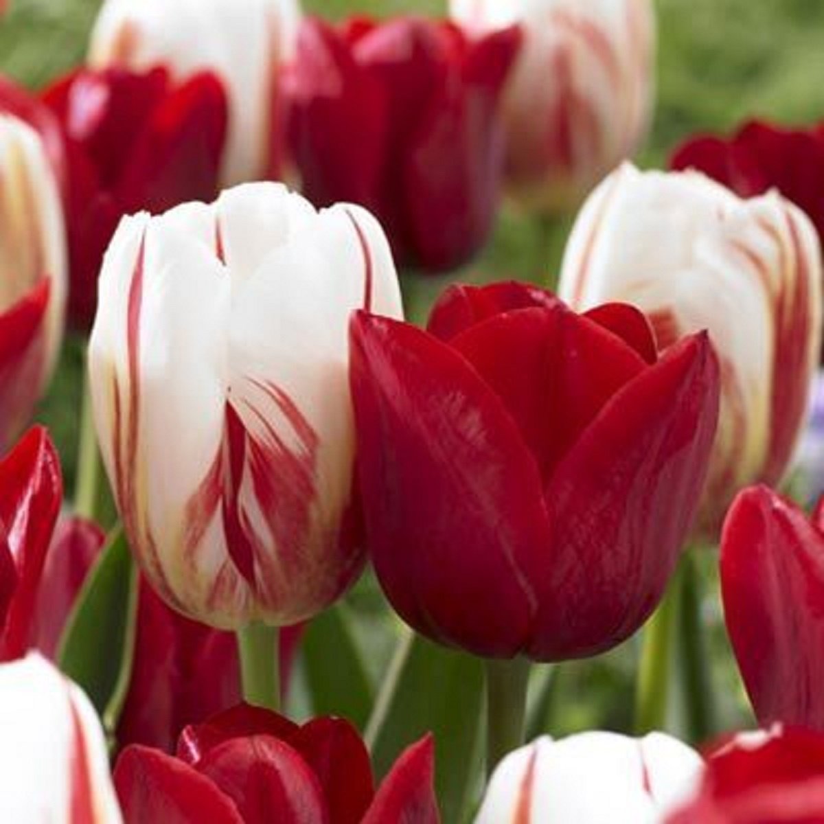 JULIA'S GARDEN-25 Mixed Tulip Bulbs RED/White"Carnaval DE Rio/PRIMAVISTA" Spring Flower Bulbs Perennial-