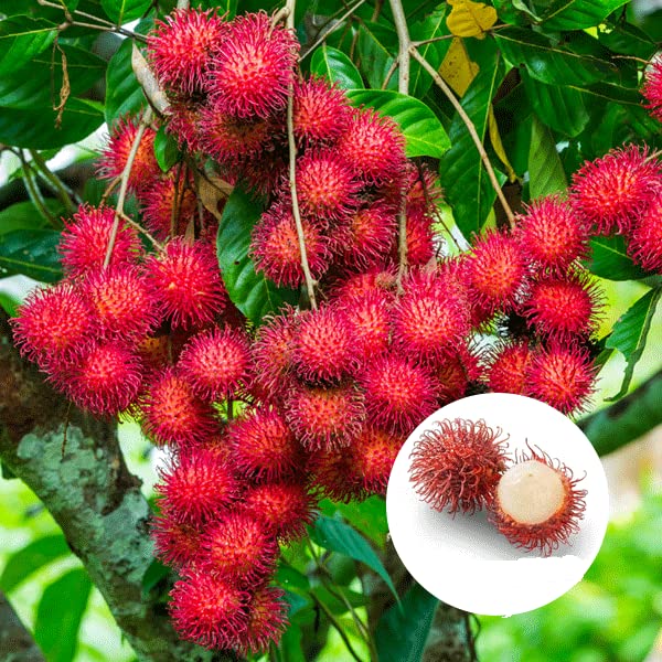 Rare Red Rambutan Hybrid Exotic Fruit Grafted Live Plant (B0BZ8KF22T) Amazon Price History, Amazon Price Tracker