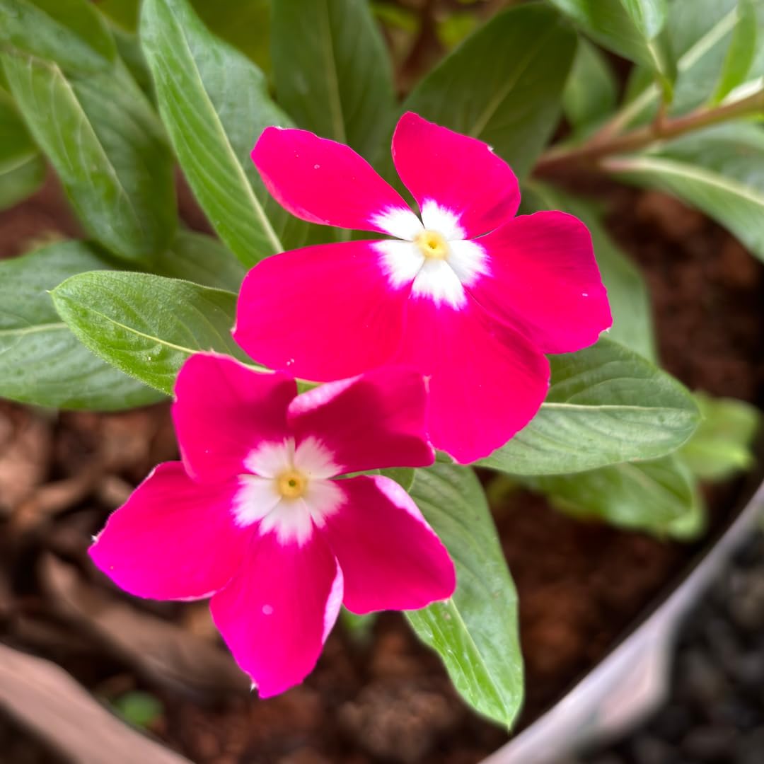 Floral Treasure Rare Vinca " Pink Beauty " Vinca rosea Periwinkle Flower 10 Seeds Pack for growing (B0D2VWPP4K) Amazon Price History, Amazon Price Tracker