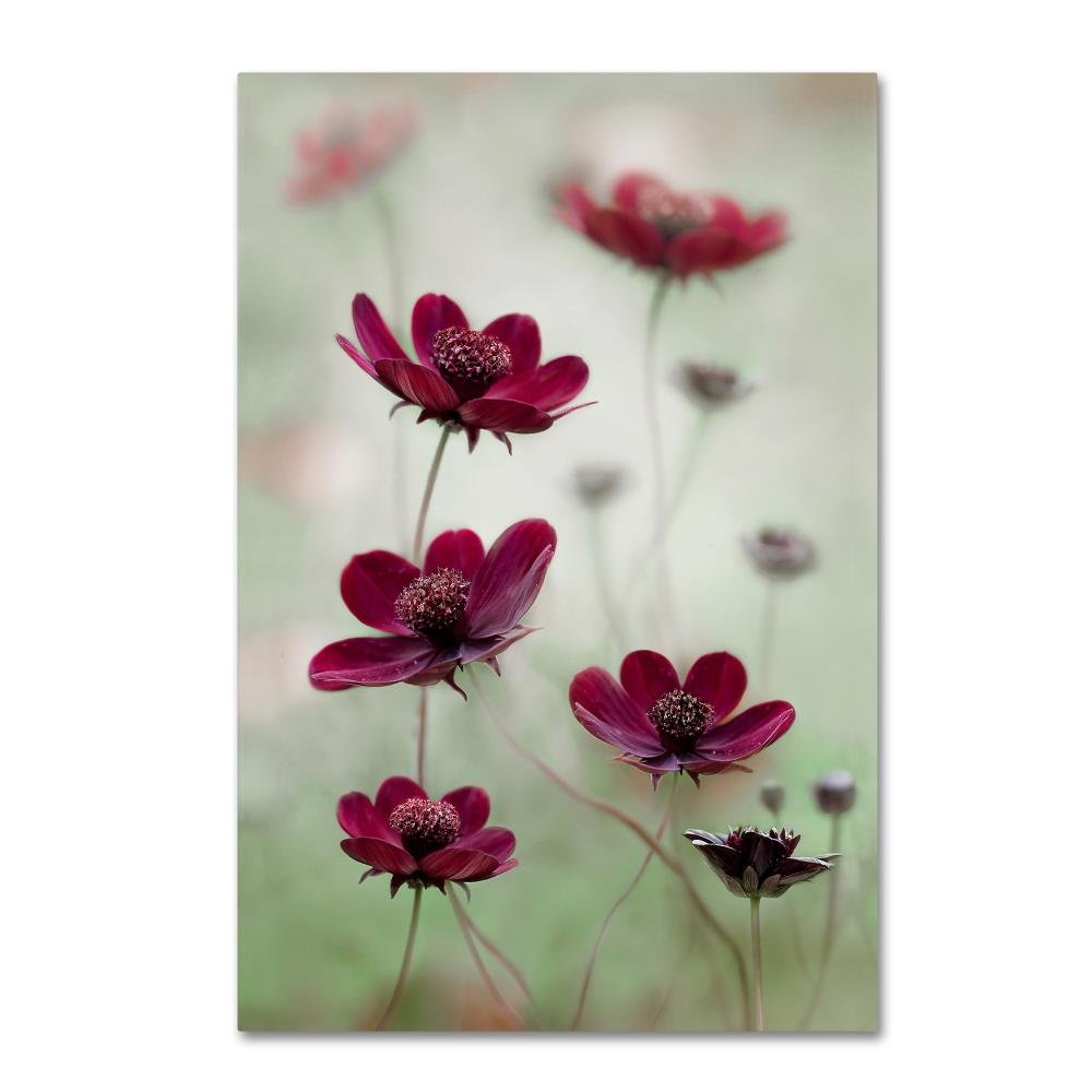 Cosmos Sway by Mandy Disher, 12x19-Inch Canvas Wall Art
