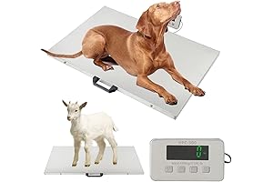 1100 Pound High-Precision Livestock Scale with Express Shipping