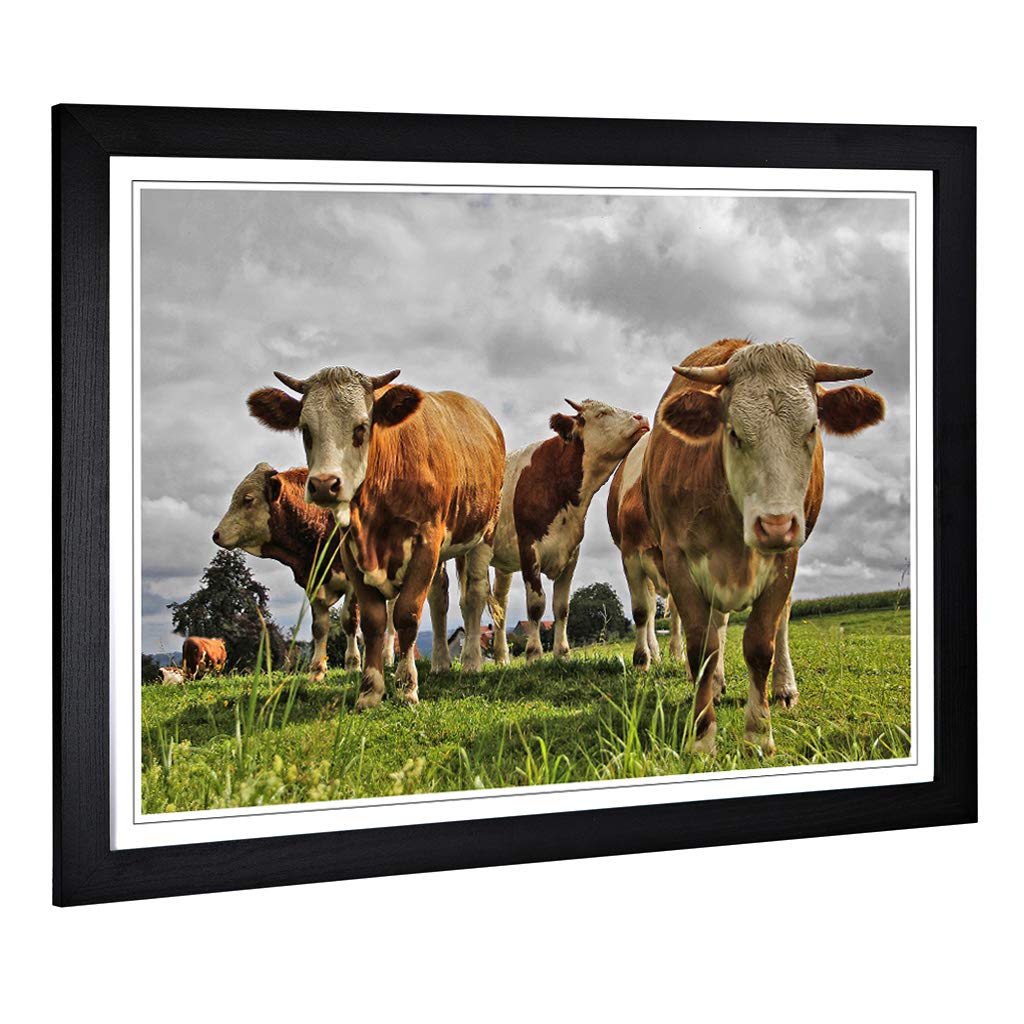 Big Box Art Framed Print of Cows in The Meadow Design | Wall Art Picture | Home Decor for Kitchen, Living, Dining Room, Lounge, Bedroom, Hallway, Office, Black, A2 / 24.5x18 Inch / 62x45cm