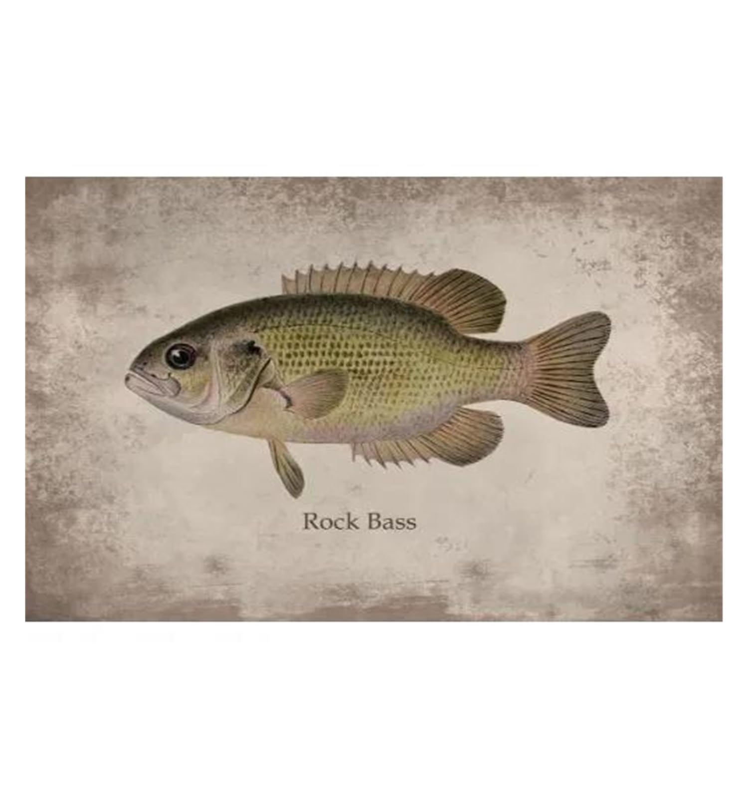 Impression sur Toile de Poissons Rétro XENITE Affiche d'Art de Haute Qualité 40x60 cm
