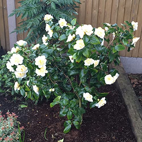 Buy Camellia Japonica Plant 'Golden Anniversary' Evergreen Shrub in 13