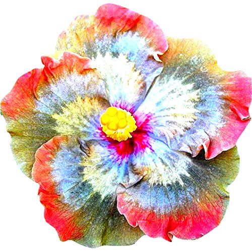 Futaba Rainbow Giant Hibiscus Flower Seed - 50 Pcs (B08NF8Z3H6) Amazon Price History, Amazon Price Tracker