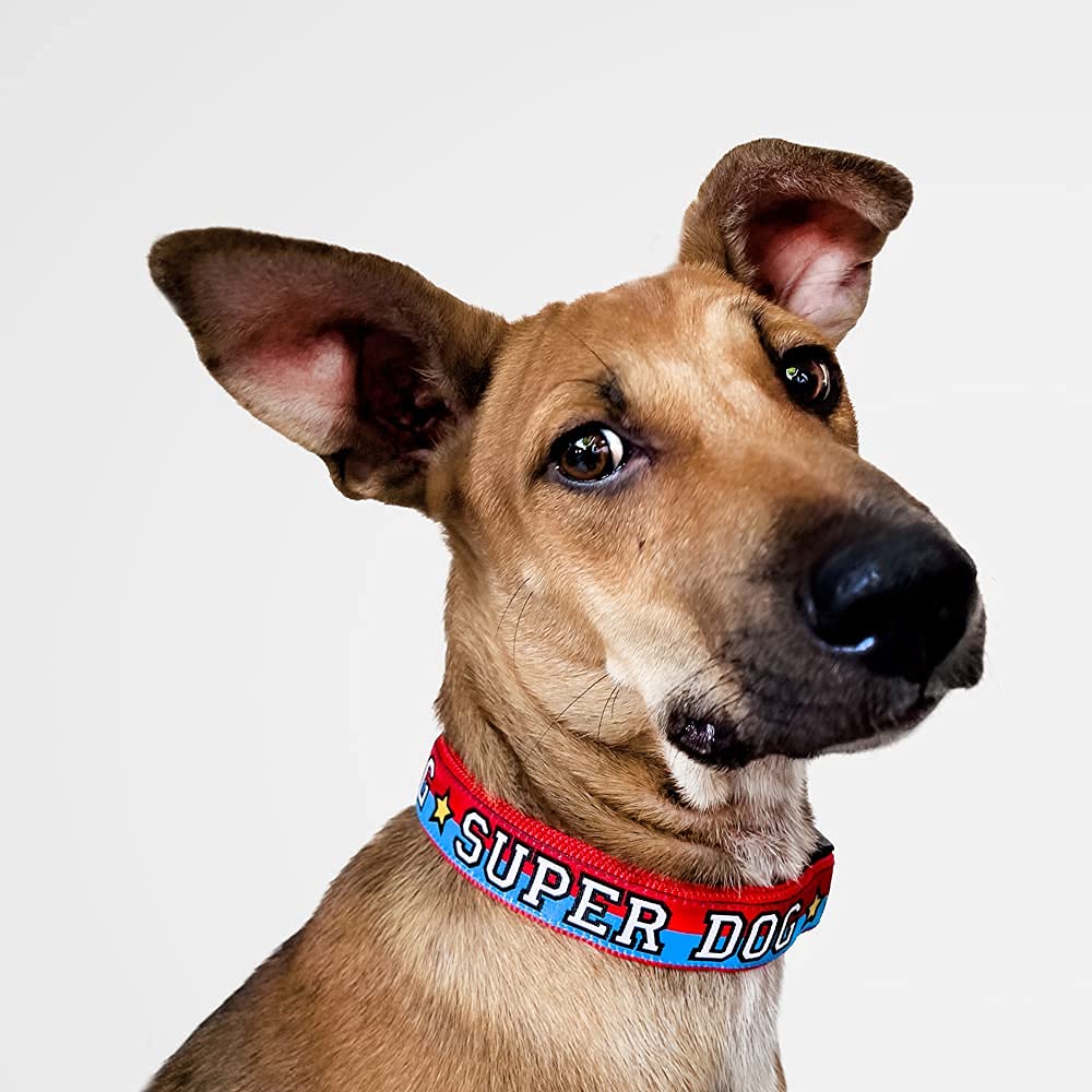 That Dog In Tuxedo Super Dog Collar for Dogs with Leash - Adjustable and Strong (Blue/Red, M-L) (B06XBK2J5Q) Amazon Price History, Amazon Price Tracker