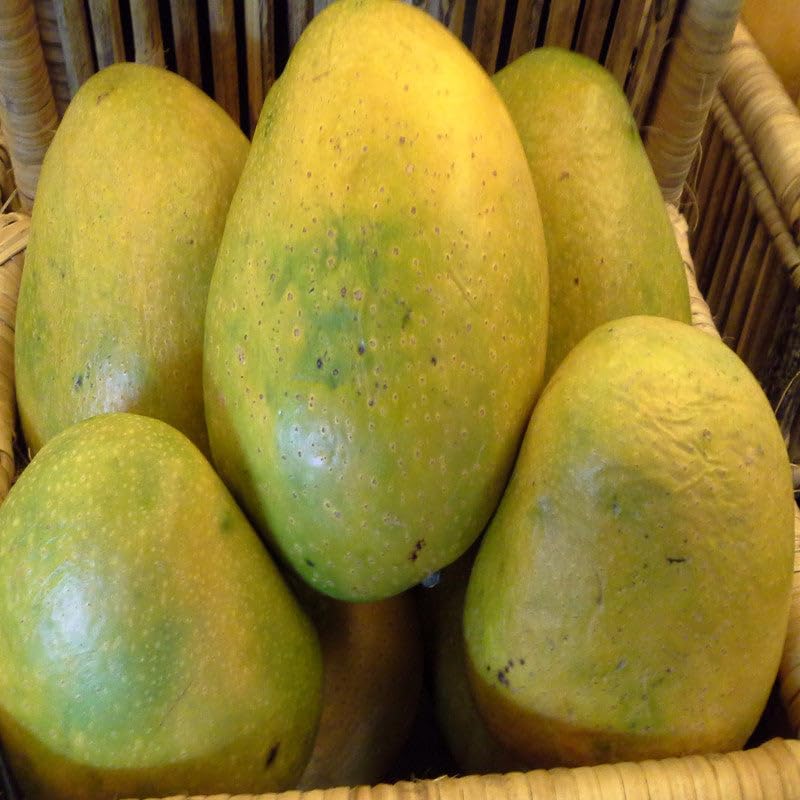 Mango Himayat(Grafted)- Fruit Plants & Tree (B0CX9HS9K2) Amazon Price History, Amazon Price Tracker