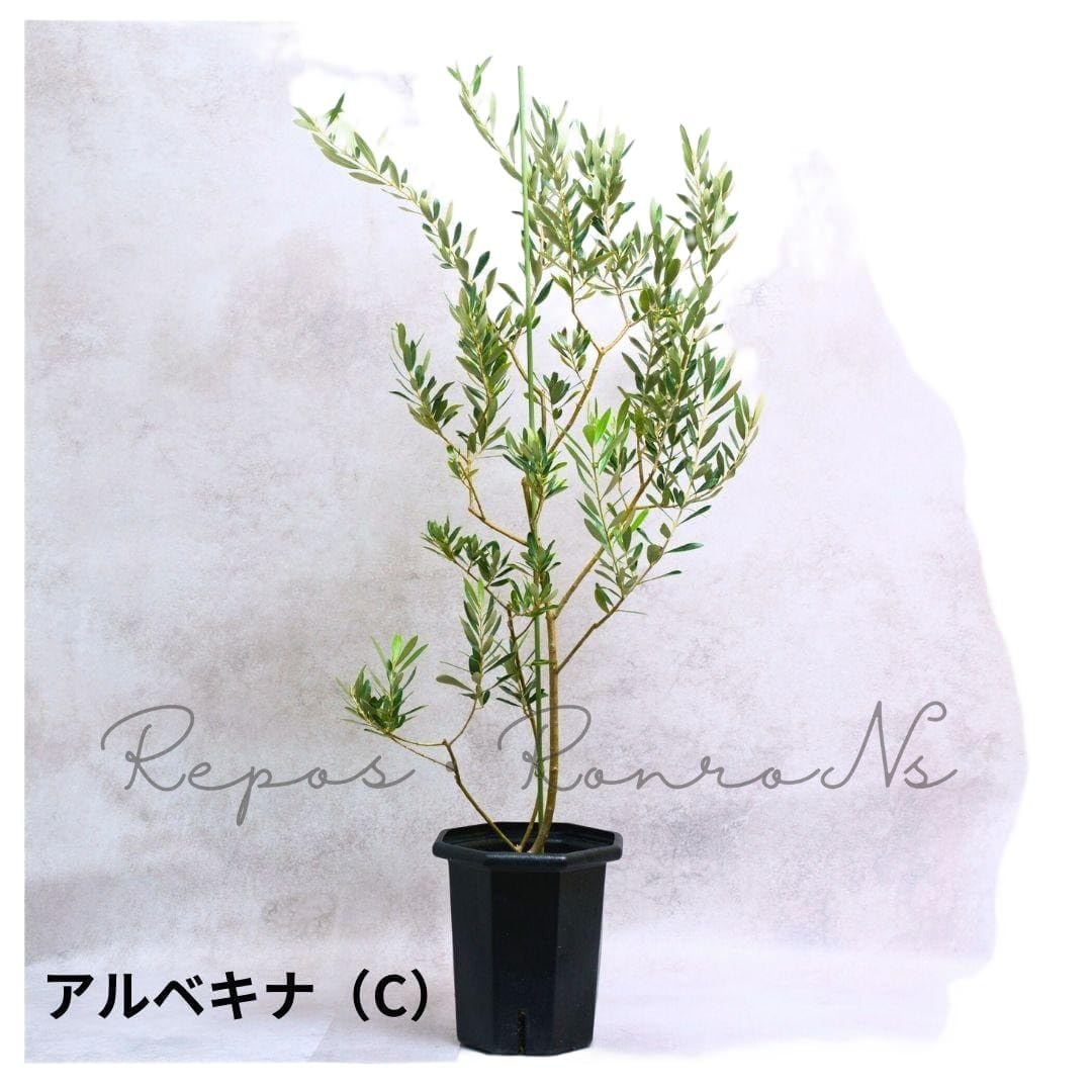 Amazon.co.jp: オリーブ ：アルベキナ【現品販売：C】（7号）希少