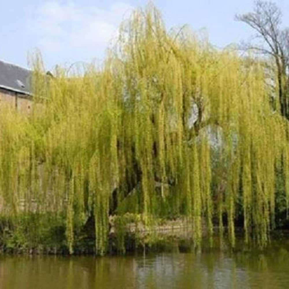 Salix Chrysocoma Weeping Willow Tree 4-5ft Supplied in a 3 Litre Pot