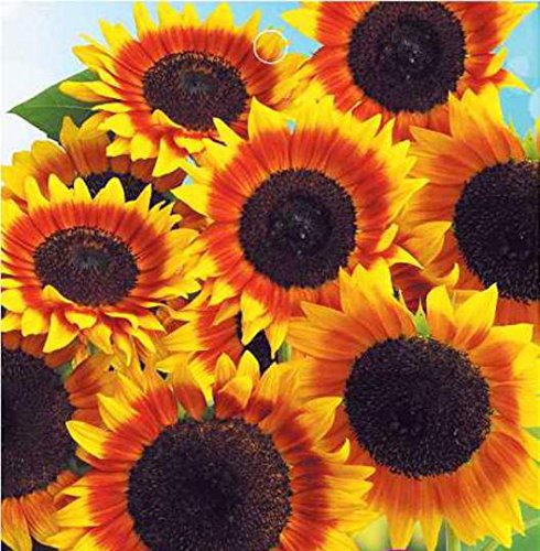 (Helianthus * Ambizu *) 1 original Pack, 15 Semillas/pack, semillas de girasol ornamental