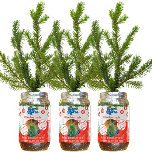 Grow Your own Christmas Tree at Home - Guaranteed to Grow - Blue Farmers - Sprout in a Few Days - Lasts for Life - 3-Pack