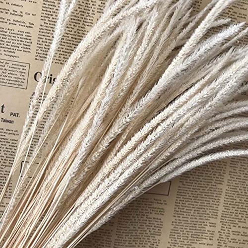 Zamihalaa 35-40CM/The Ear of 10-25CM Dried Natural...