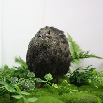 Undique Black Quail Hatching Eggs - Pure Breed, Ideal for Aviary Hobbyists & Breeders 42