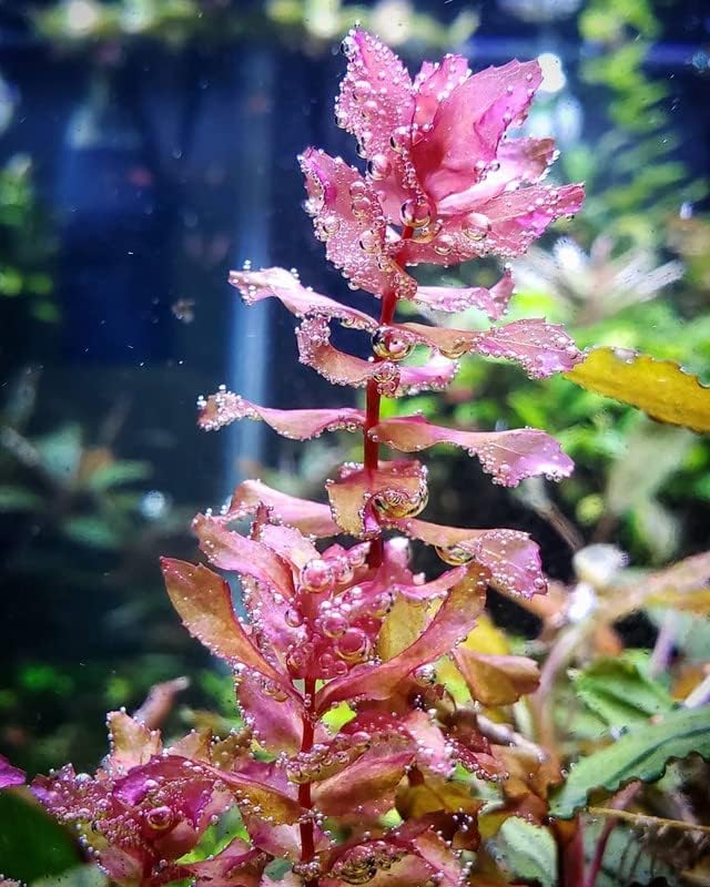 Aquarium Plants For Sale In Florida at Francis Ward blog