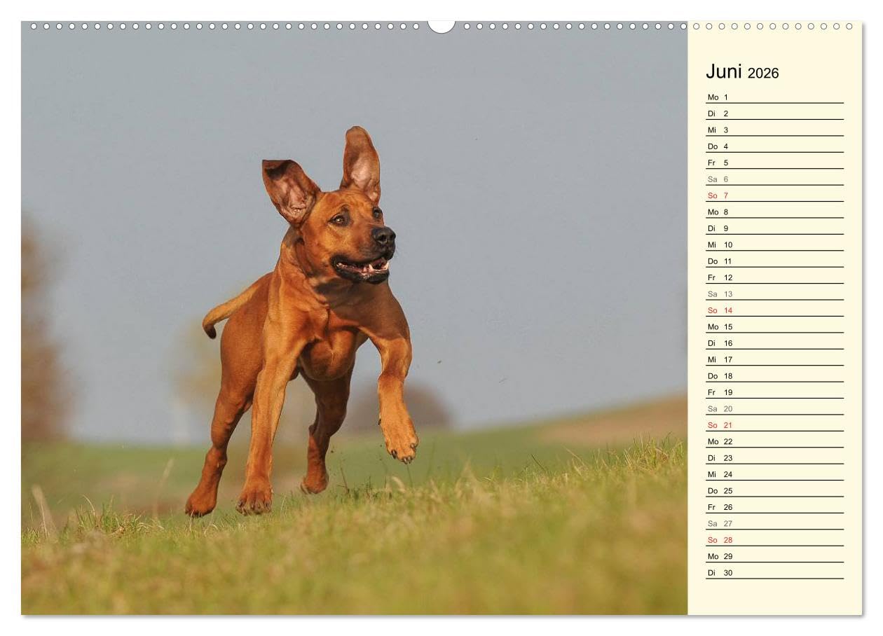 Rhodesian Ridgeback 2026 (hochwertiger Premium Wandkalender 2026 DIN A2 quer), Kunstdruck in Hochglanz: Eine der beliebtesten Hunderassen, der ... auf 13 faszinierenden Fotos (CALVENDO Tiere)