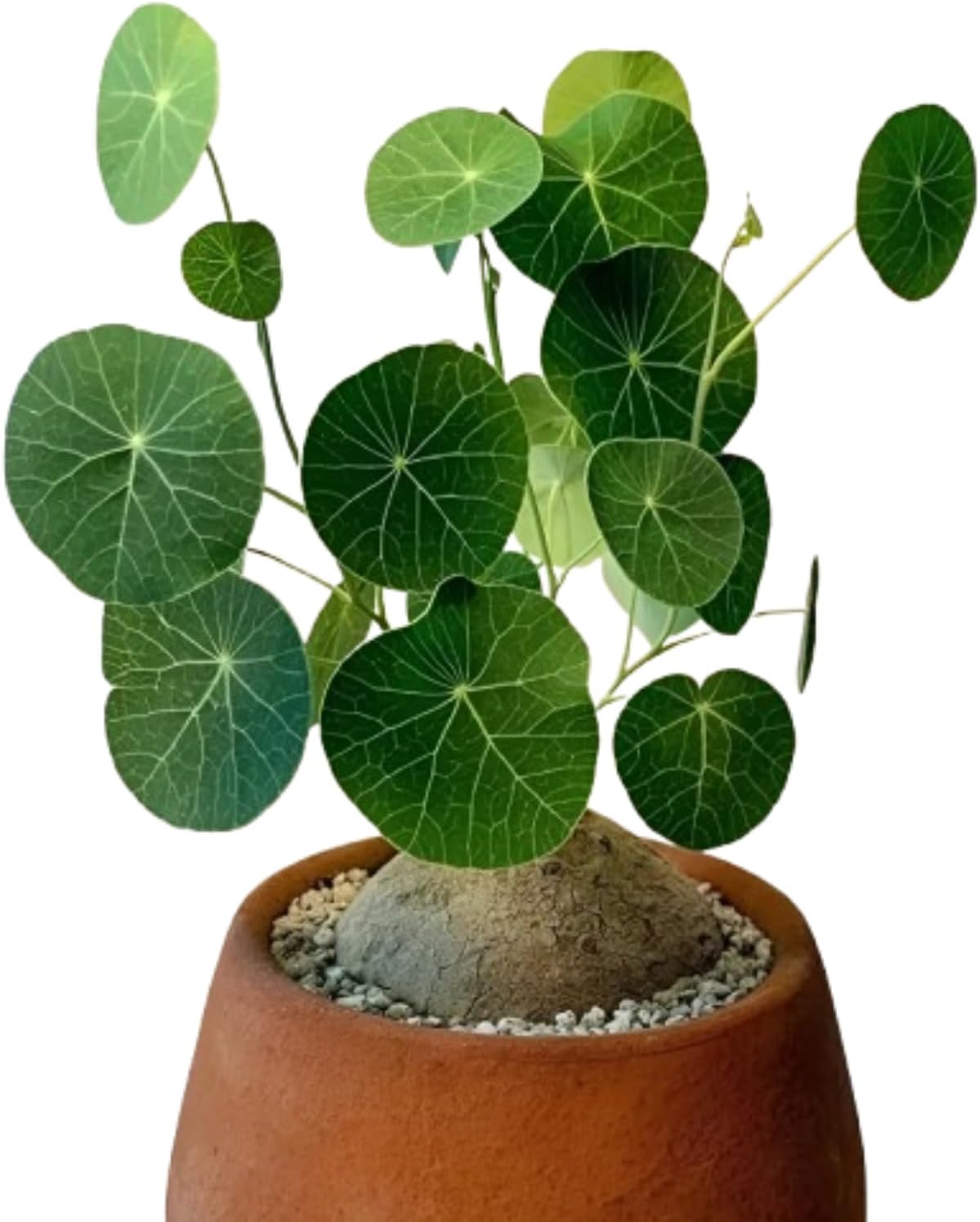 Stephania Erecta Plant Live Bulb Air Purifying Indoor Plant Bulb (Pack of 1)