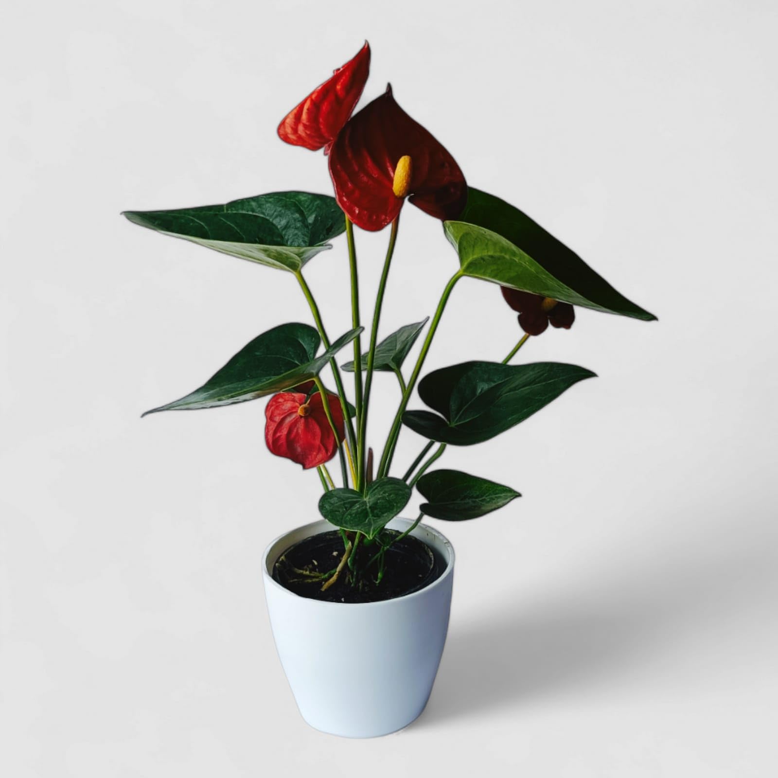 Live Anthurium Red Indoor Flowering Plant ZS4 | Pack of 1, With Self Watering Pot, White Ceramic Pot, Easy Care Indoors, Vibrant Red Blooms-image-21
