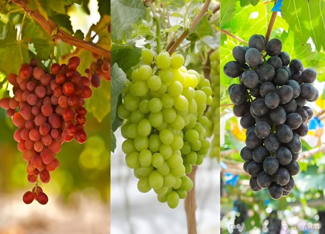 Gorgeous Glory Garden Live Combo 3 Sweet Seedless Green|Black Round Shape| Red Thompson Seedless grape Angoor Fruit Healthy Delicious Fruit Plant for Home and Terrace Garden with Pot[Pack of 3] (B0D4J9M92P) Amazon Price History, Amazon Price Tracker
