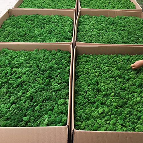 Mibee Muschio stabilizzato Decorazione murale