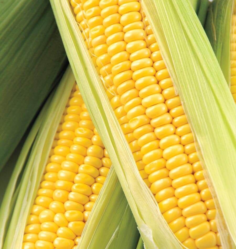 Generic G-90 Corn Seeds- 1 lb., Yellow