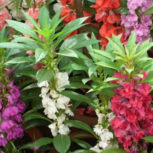 Balsam Dwarf Multicolour Double Petal Mixed Flower Seed - Pack Of 60-image-9