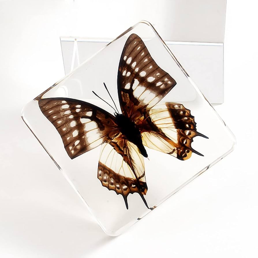 Amazon.co.jp: 標本 動物 昆虫 樹脂標本 本物の動物 蝶の標本