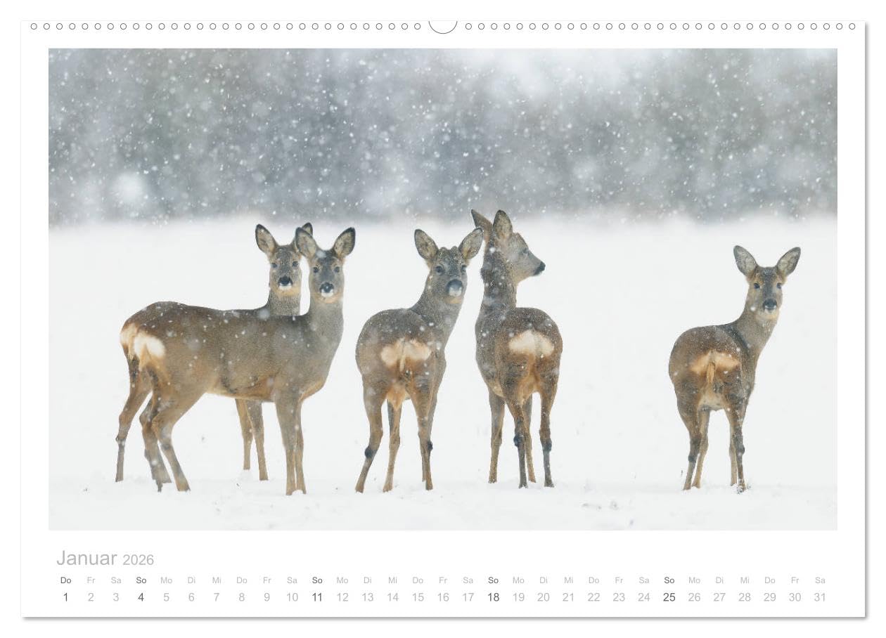 Rehwild 2026 (hochwertiger Premium Wandkalender 2026 DIN A2 quer), Kunstdruck in Hochglanz