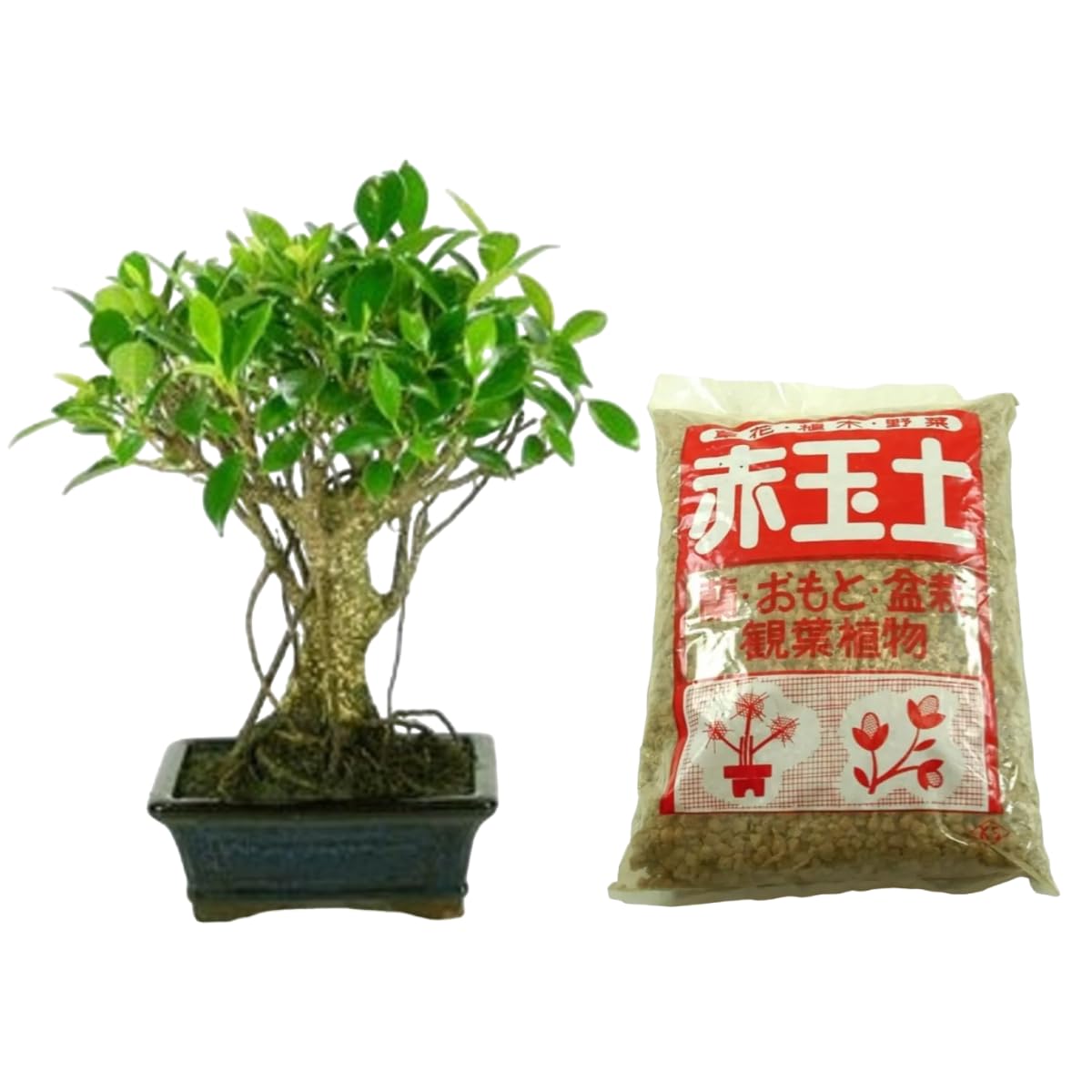 Verdecora Bonsái Ficus 5 años | En maceta de cerámica 15x10x5cm + Akadama 2L | Ficus Retusa | Planta Natural de Interior | Follaje Compacto y Elegante | Ideal para Decoración Zen y Regalo