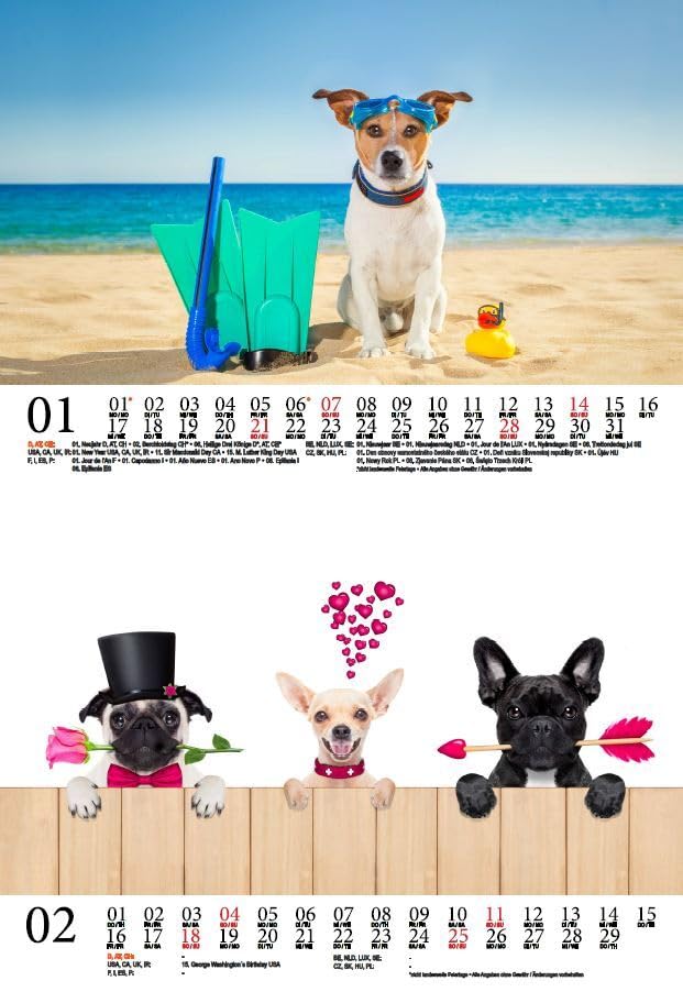 Tierzauber Funny Dogs DIN A5 Wall Calendar for 2024 Dogs Puppies Seelenzauber, multicoloured - Image 2