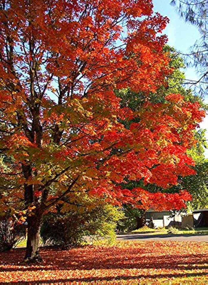 лес осенью. какие деревья осенью в лесу. осенний лес деревья. осень л. лес точно терем расписной лиловый.