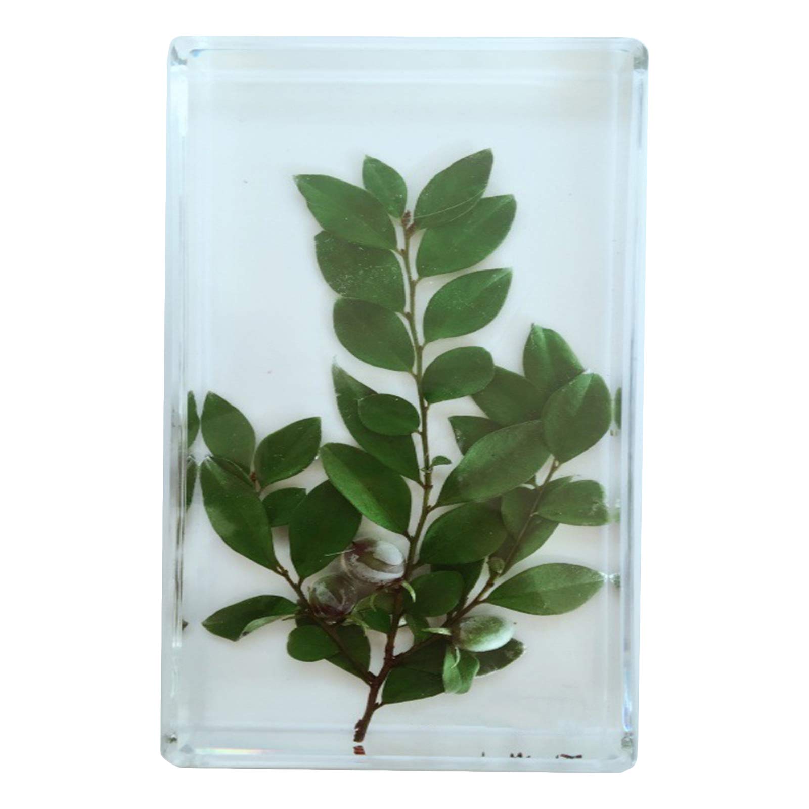 Sjdopulse A Plant Embedded Specimen Pterocarpus Microphyll Specimen Model - Teaching Resources Plant Embedded Specimen Crafts Desk Paperweight For Biology Collection,Science Education (A)