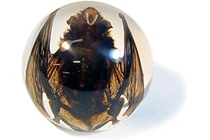 Bat In Resin Globe