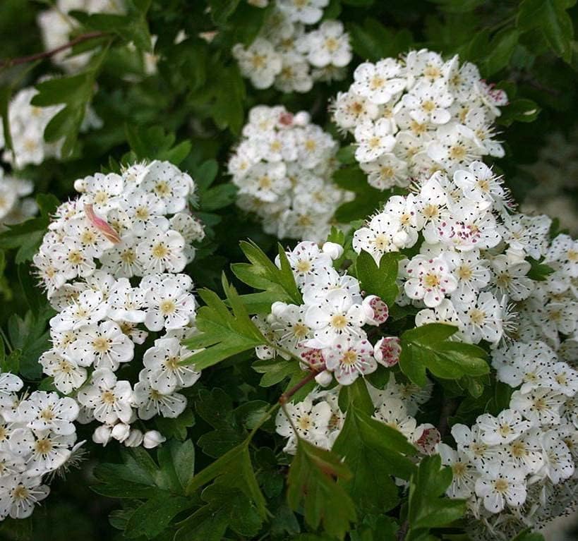 Crataegus monogyna (Single Seed English Hawthorn) Tree Seed, White, Cream, Pink Flowers, red Fruits, You Choose The Quantity (5 Packs)
