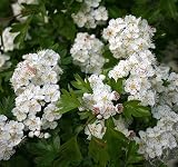 Crataegus monogyna (Single Seed English Hawthorn) Tree Seed, White, Cream, Pink Flowers, red Fruits, You Choose The Quantity (1 Pack)