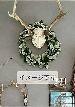Amazon.co.jp: 鹿の角 鹿の骨 オブジェ : ホーム＆キッチン