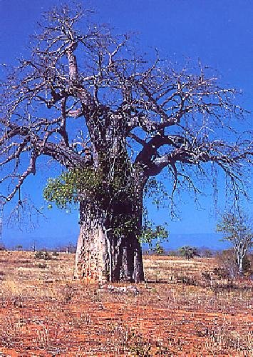 seeds Monkey Bread Tree (Adansonia digitata) 6 seeds seeds