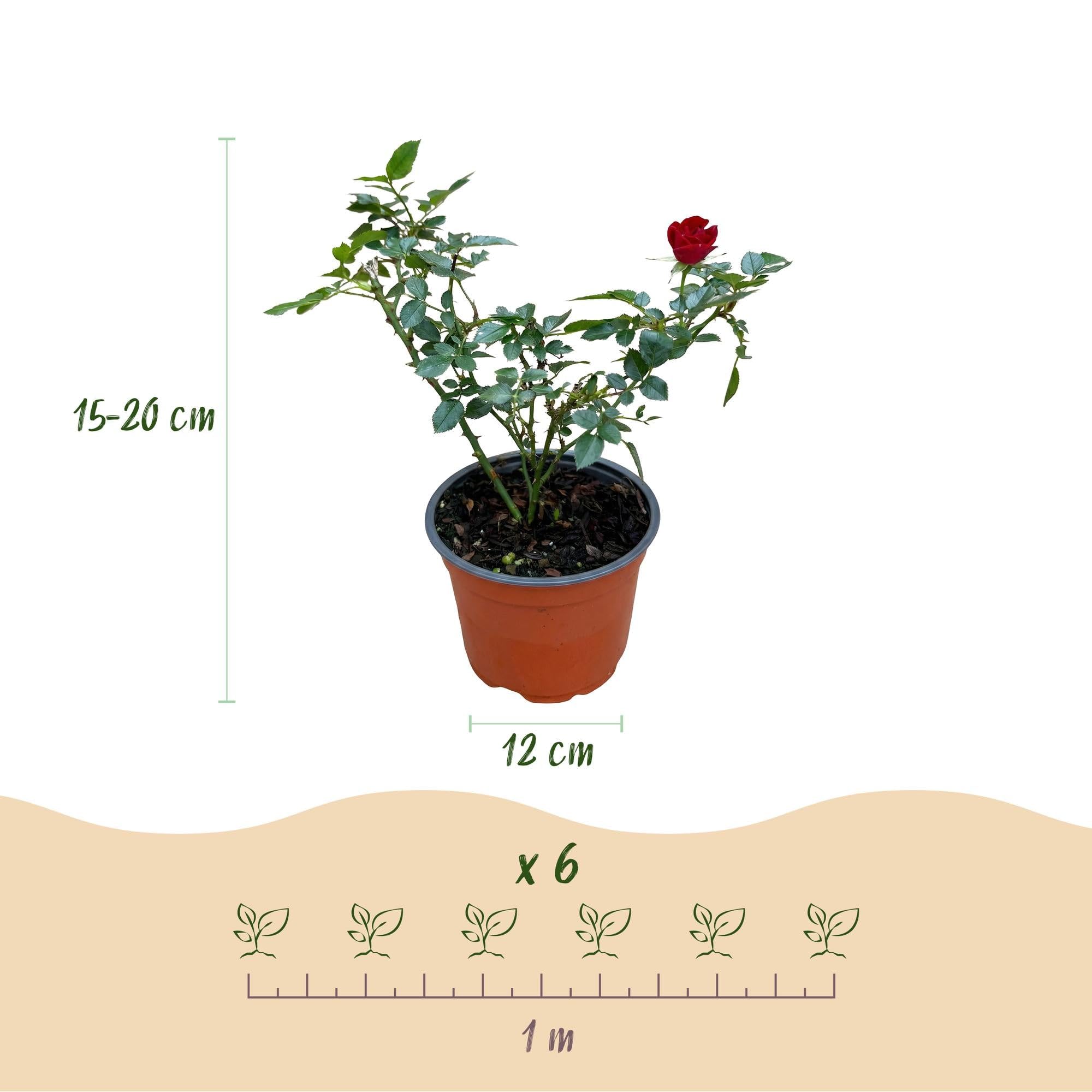 Gartenrose Rosa The Fairy Rot 3er Set – winterhart
