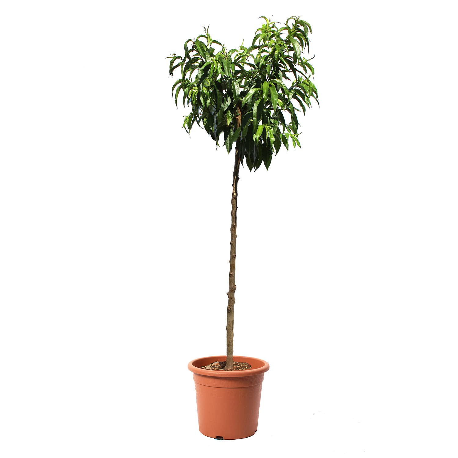KENTIS – Pfirsich Pflanzen – Prunus Persica – Pfirsichbaum – Echte Outdoor Pflanzen – Garten Obstbaum – Obstpflanzen – Topf Ø 28 cm