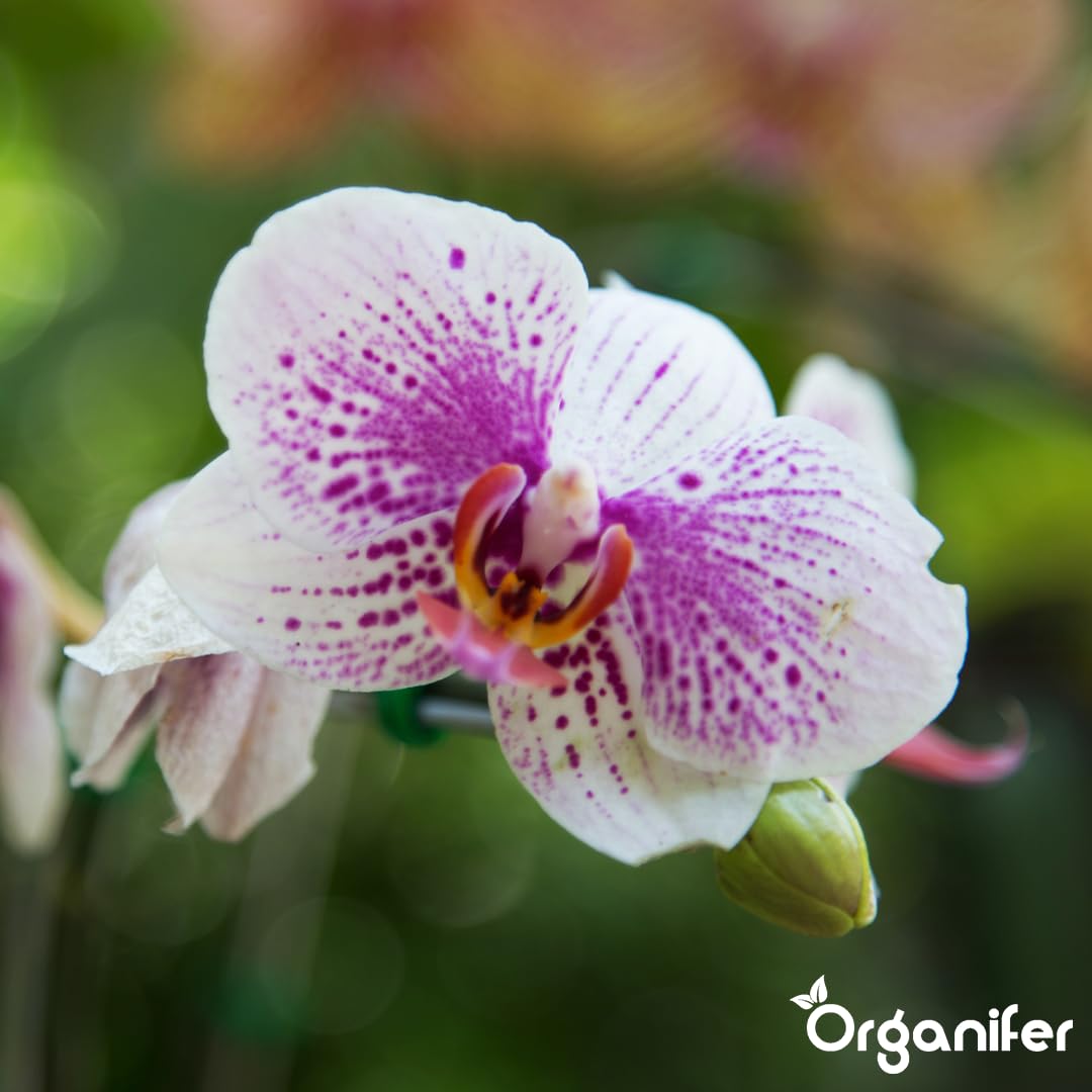 Phalaenopsis Nawóz Organiczny Do Kwiatów - 4x1L - NPK 3-4-3 | Zdrowe Liście - Silne Korzenie I Wysoka Plonność - Organifer