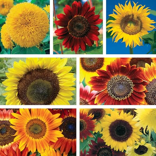 Image of Ferry Morse Sunflower Seeds - Attracts Pollinators, GMO Free, Full Sun - 7 Pack