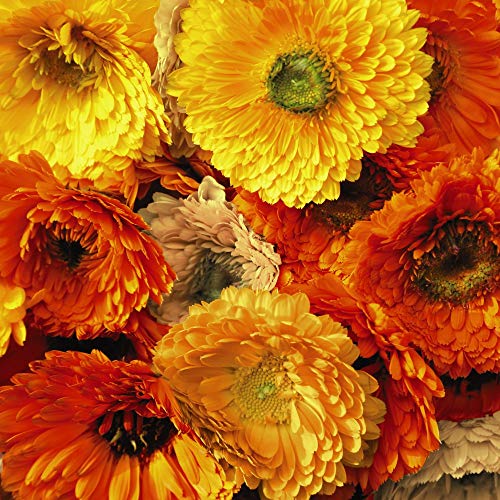 Calendula Seeds 'Art Shades Mixed' English Marigold Hardy Annual Flowering Garden Plants Easy to Grow Your Own at Home 1 Packet of 150 Seeds by Thompson and Morgan